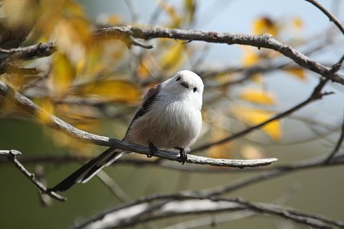 /media/bird-counting-1.jpg