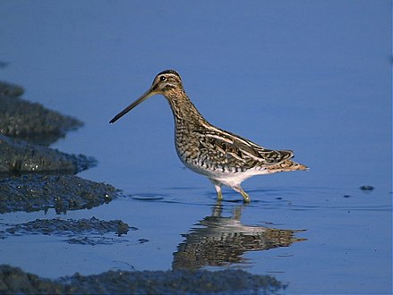 /media/bird-counting-4.jpg